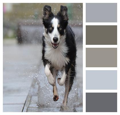 Running Dog City Fountain Border Collie Image